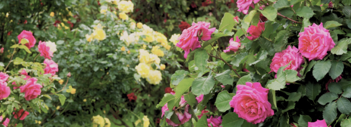 Rosiers en fleur.