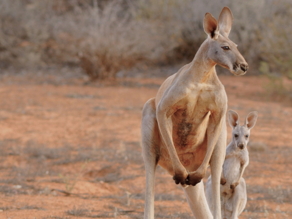 Une mère kangourou et son petit sont attentifs.