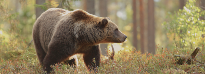 Un ours est en train de marcher.