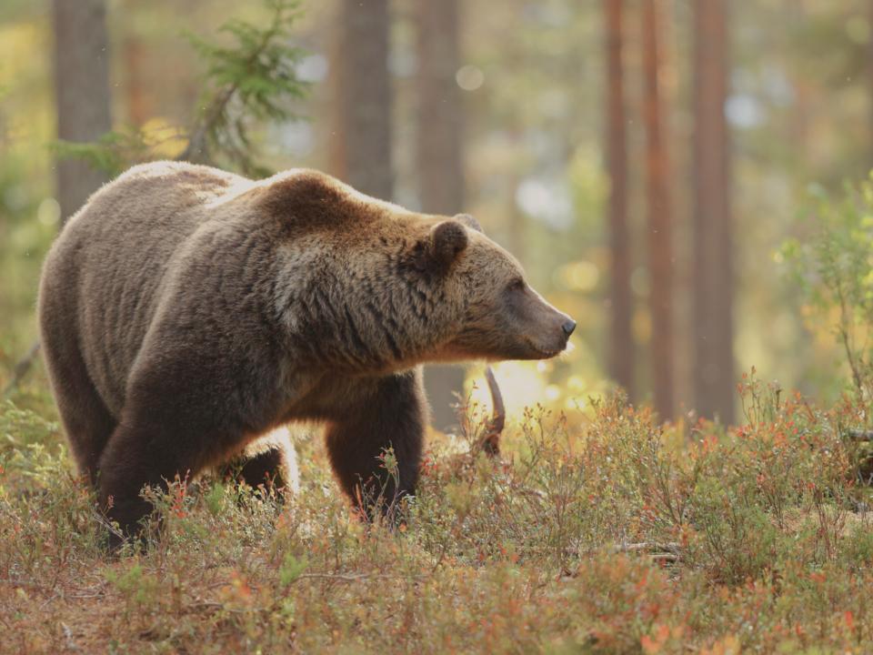 Un ours est en train de marcher.