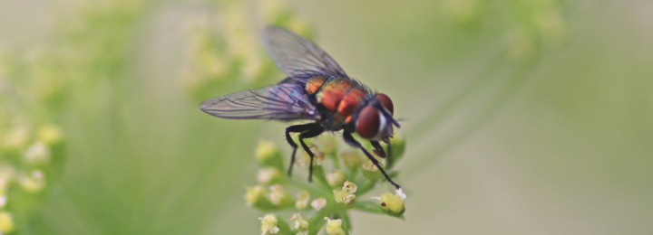 Une mouche est posée sur une fleur.