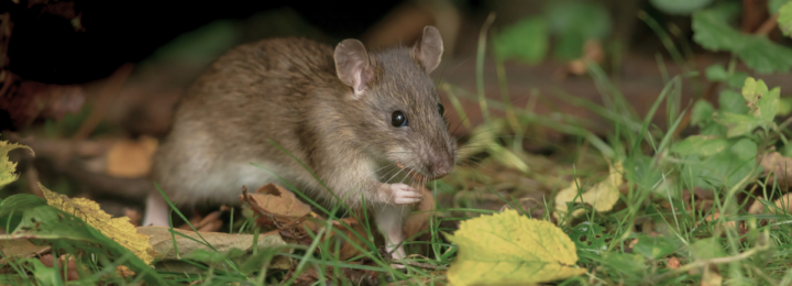 Un rat grignote une noix dans un parc.
