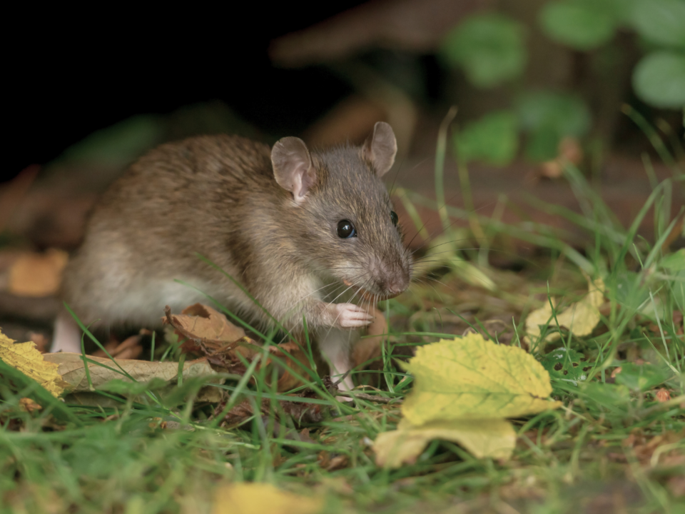 Un rat grignote une noix dans un parc.