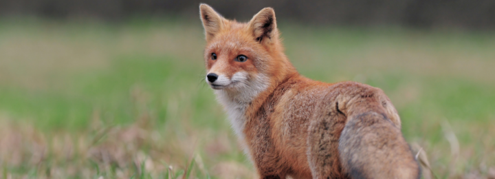 Un renard observe attentivement le paysage.