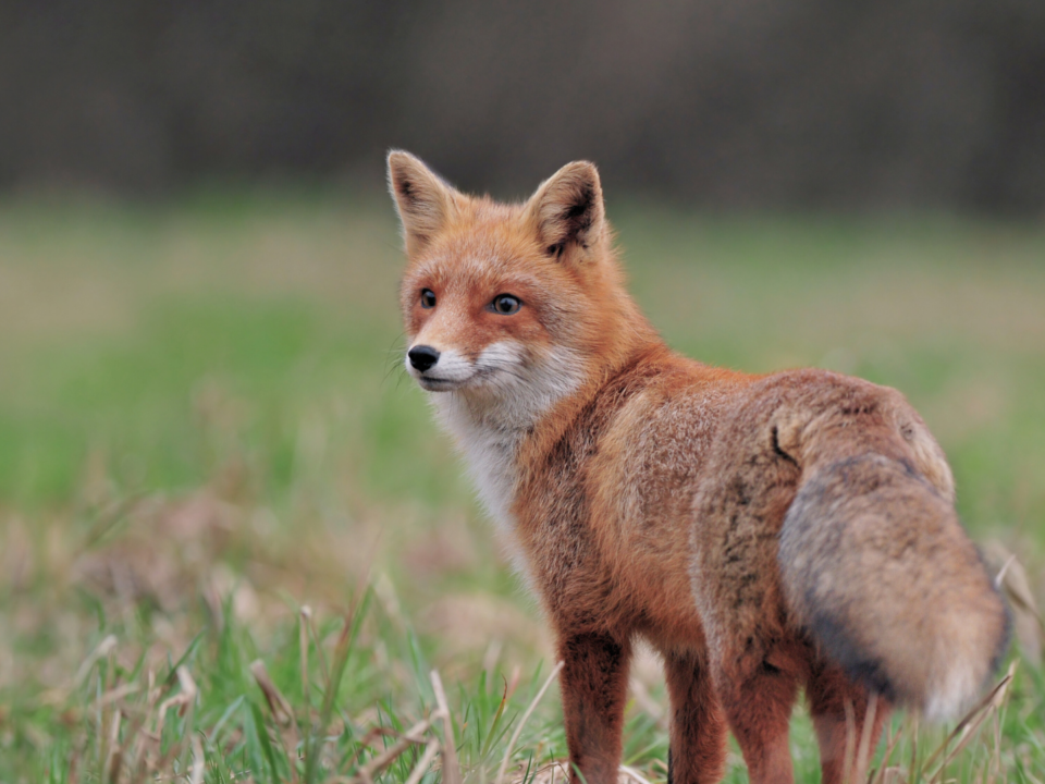 Un renard observe attentivement le paysage.